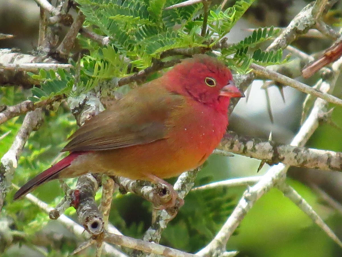 Red-billed Firefinch - ML639731769