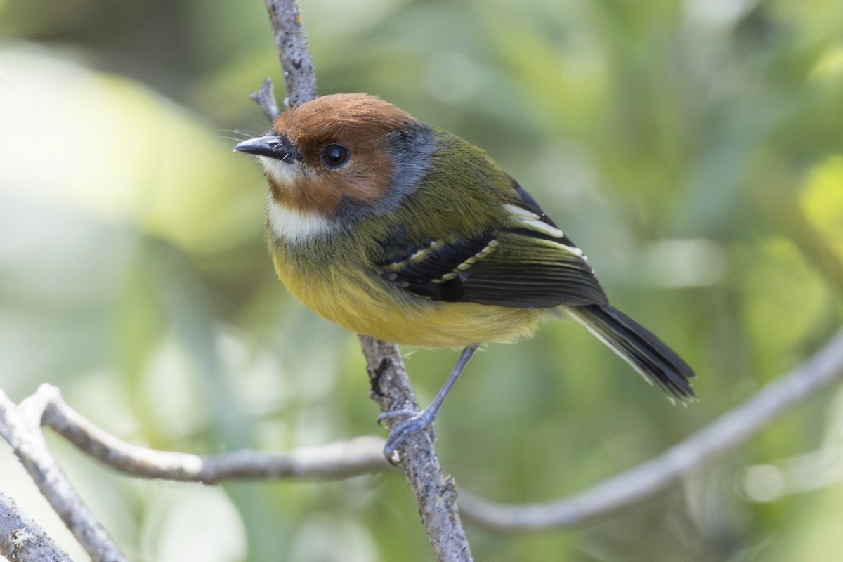 Johnson's Tody-Flycatcher - ML639731773