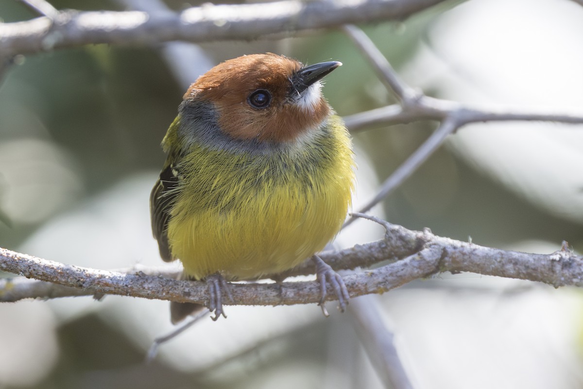 Johnson's Tody-Flycatcher - ML639731774