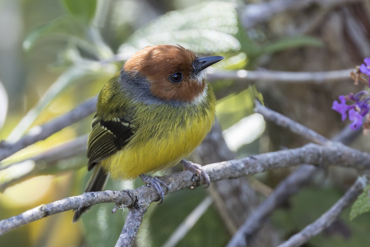 Johnson's Tody-Flycatcher - ML639731775