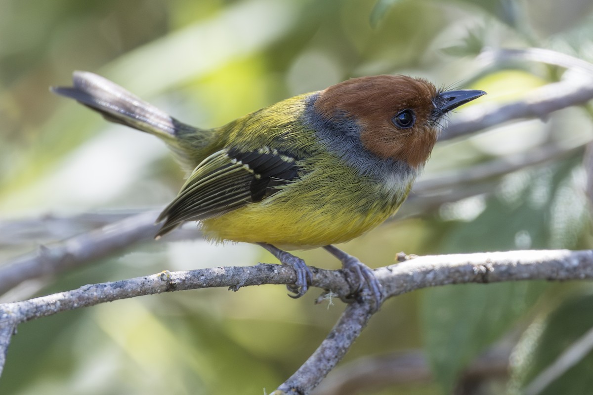 Johnson's Tody-Flycatcher - ML639731776