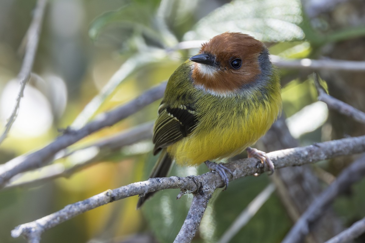 Johnson's Tody-Flycatcher - ML639731777