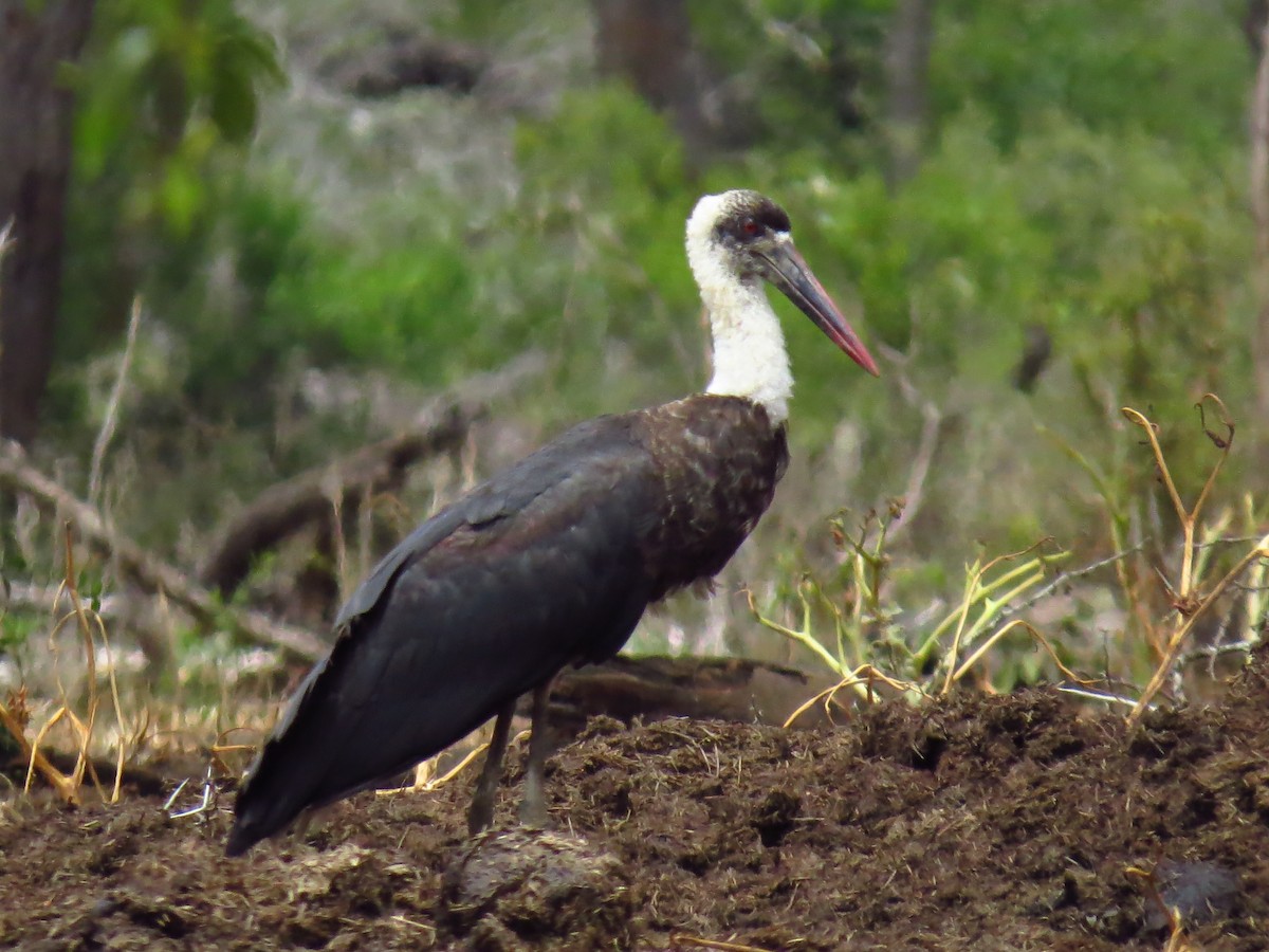 Zikoina lepazuri afrikarra - ML639731785