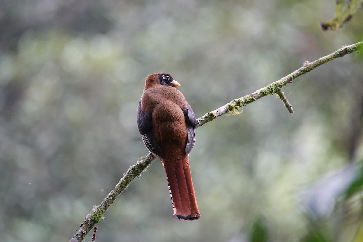 Masked Trogon - ML639731805