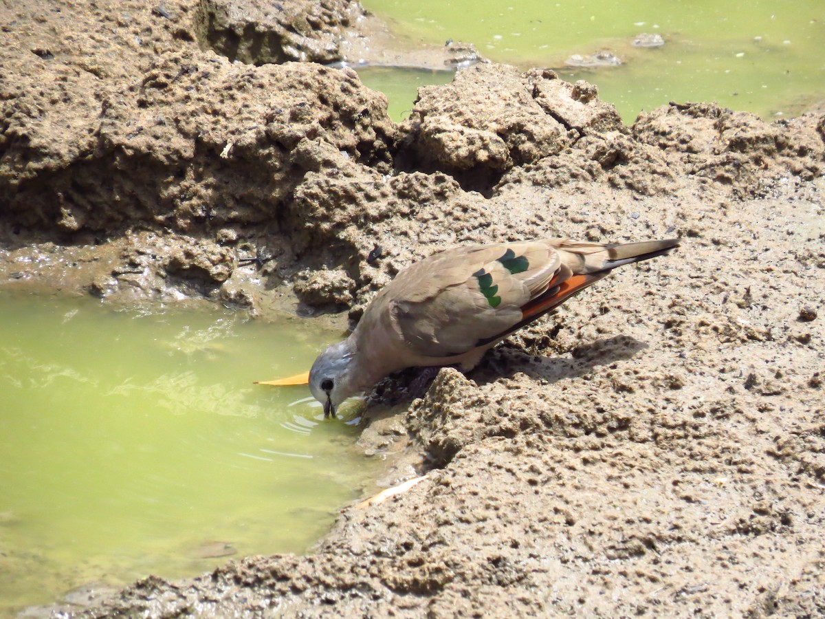Emerald-spotted Wood-Dove - ML639731814