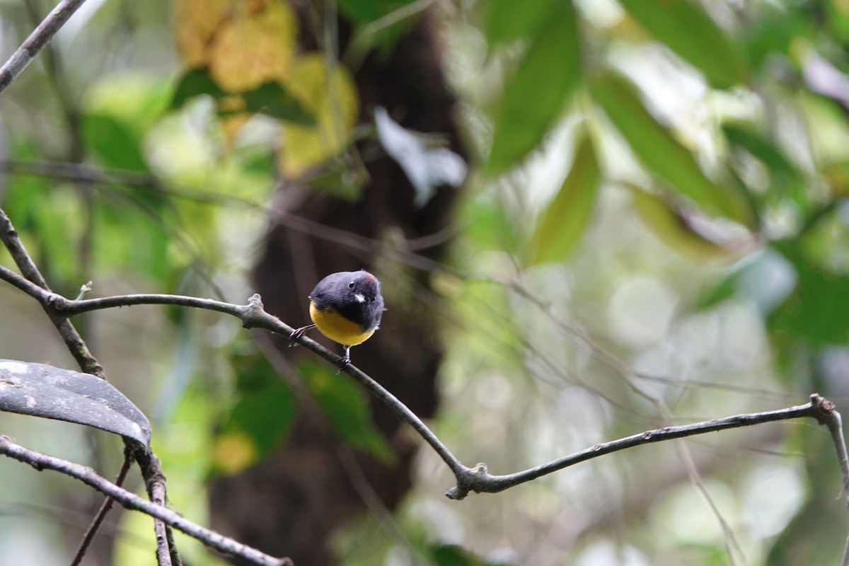 Slate-throated Redstart - ML639731832
