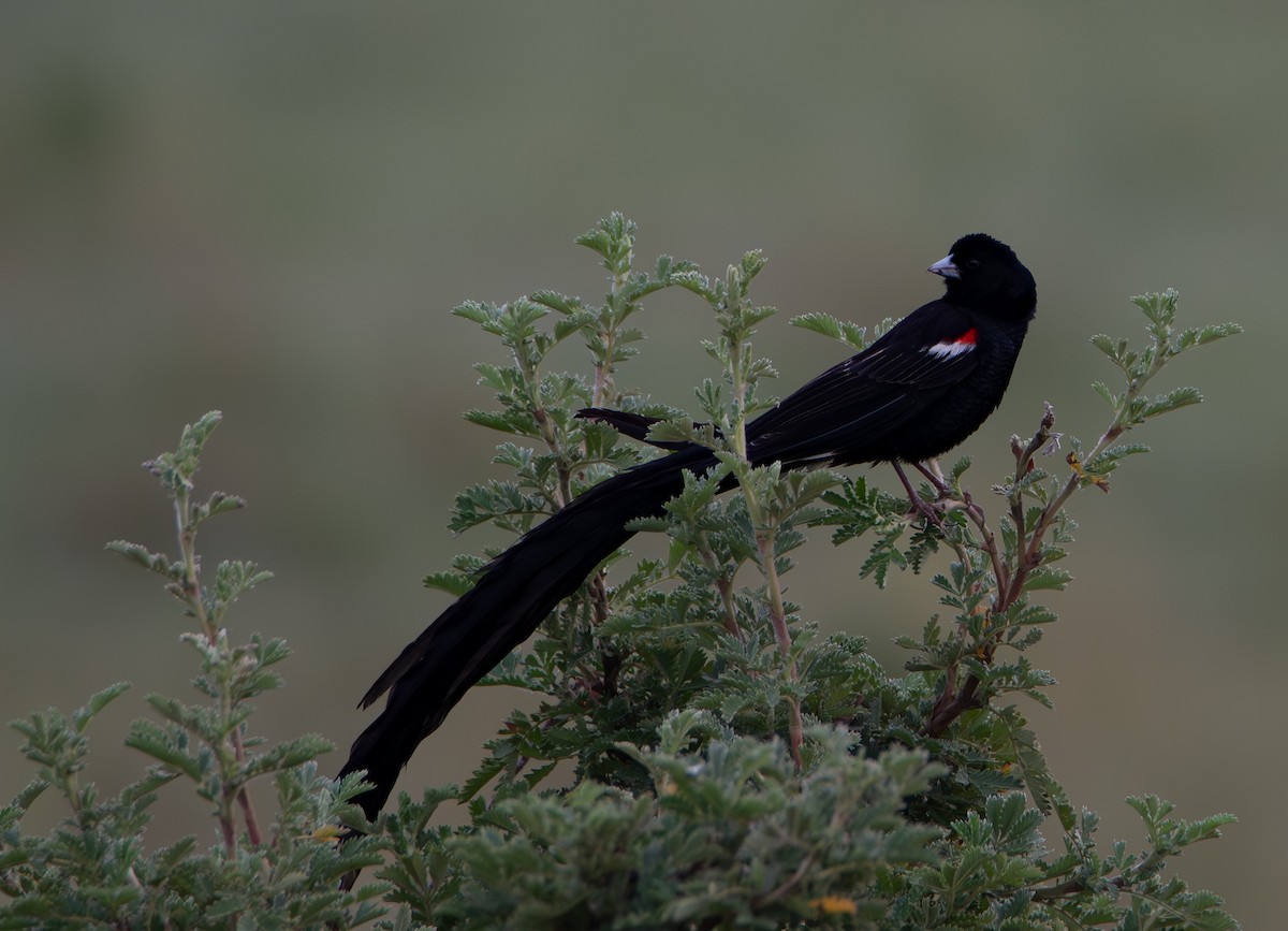 Long-tailed Widowbird - ML639731844