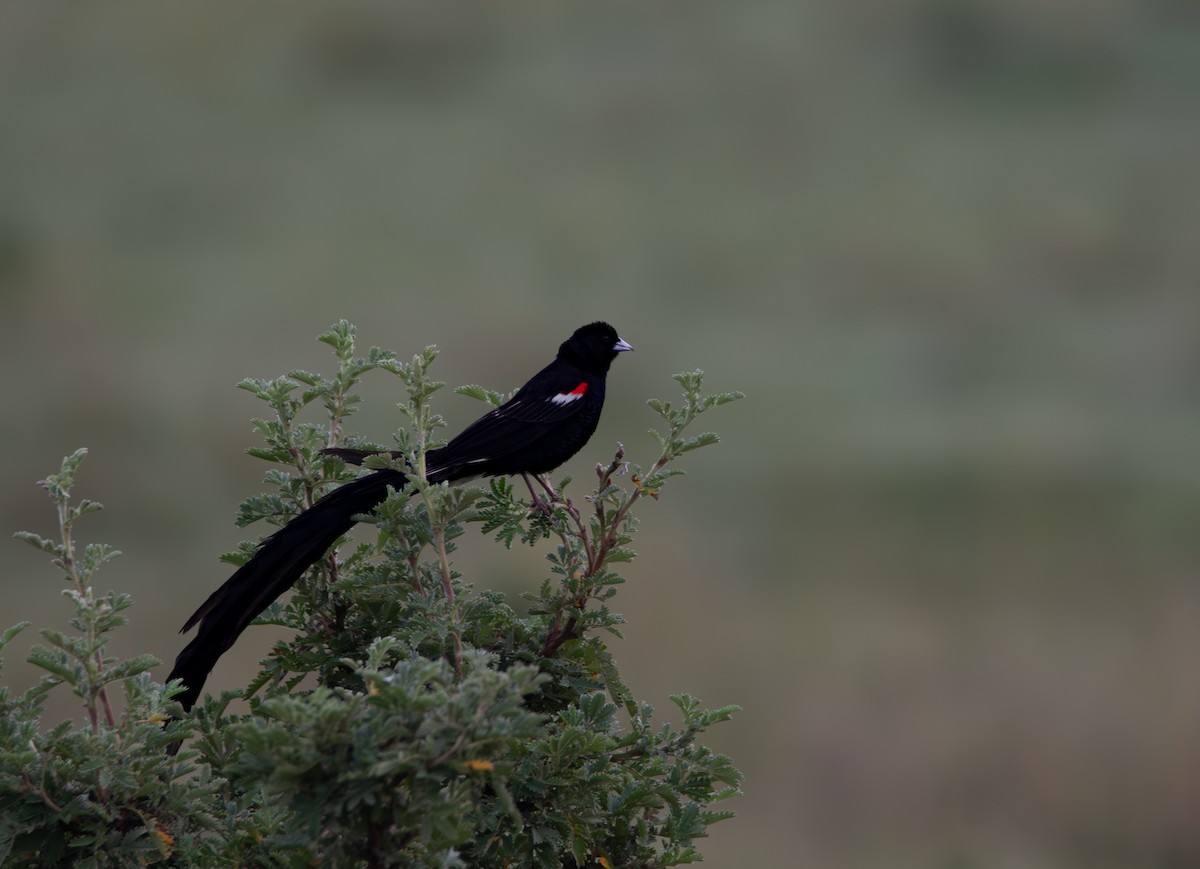 Long-tailed Widowbird - ML639731845