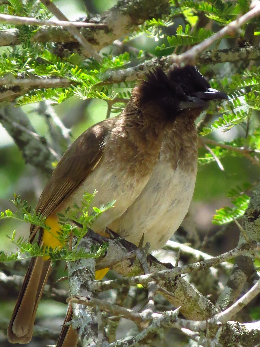 Bulbul arrunta - ML639731866