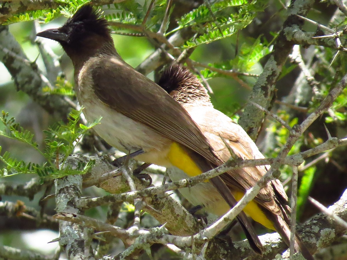 Bulbul arrunta - ML639731867