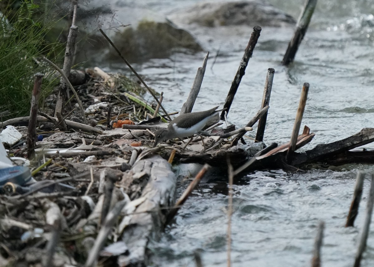 Spotted Sandpiper - ML639731915