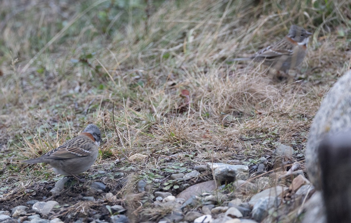 rustkragespurv (australis) - ML639731937