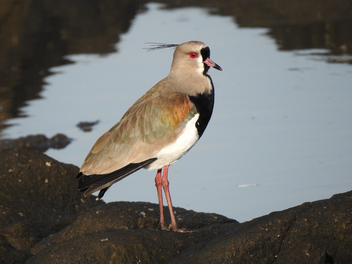 Southern Lapwing - ML639731955