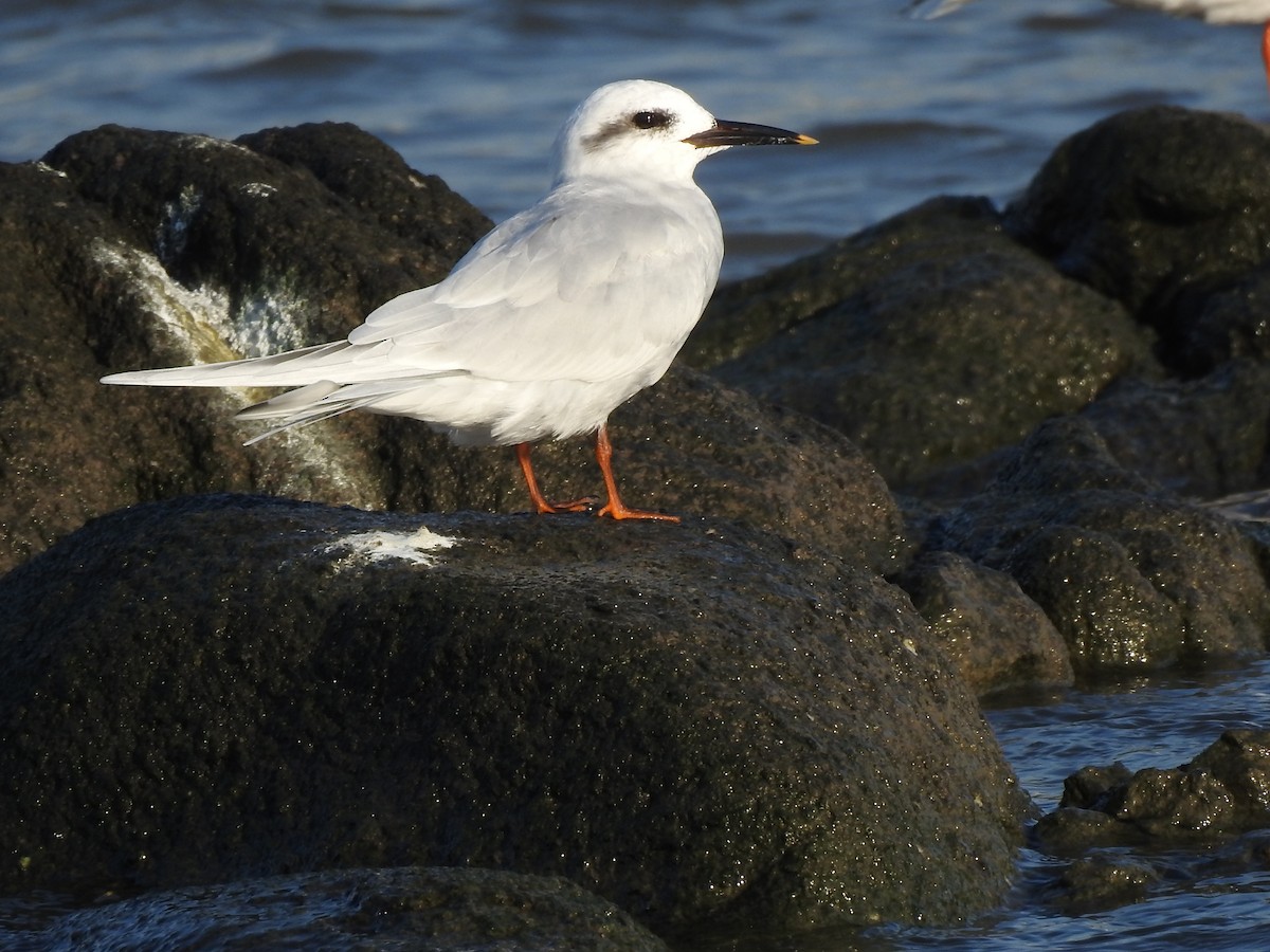 Snowy-crowned Tern - ML639731985