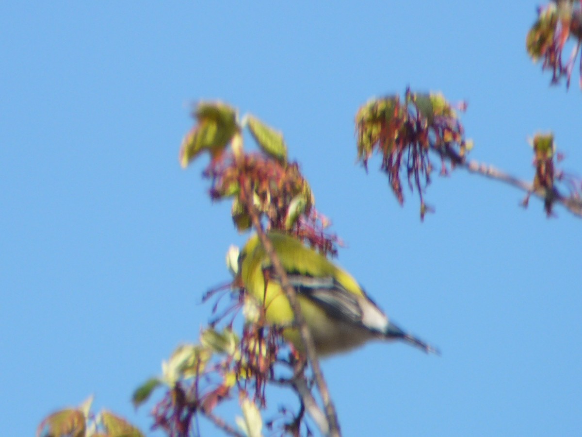 American Goldfinch - ML639731992
