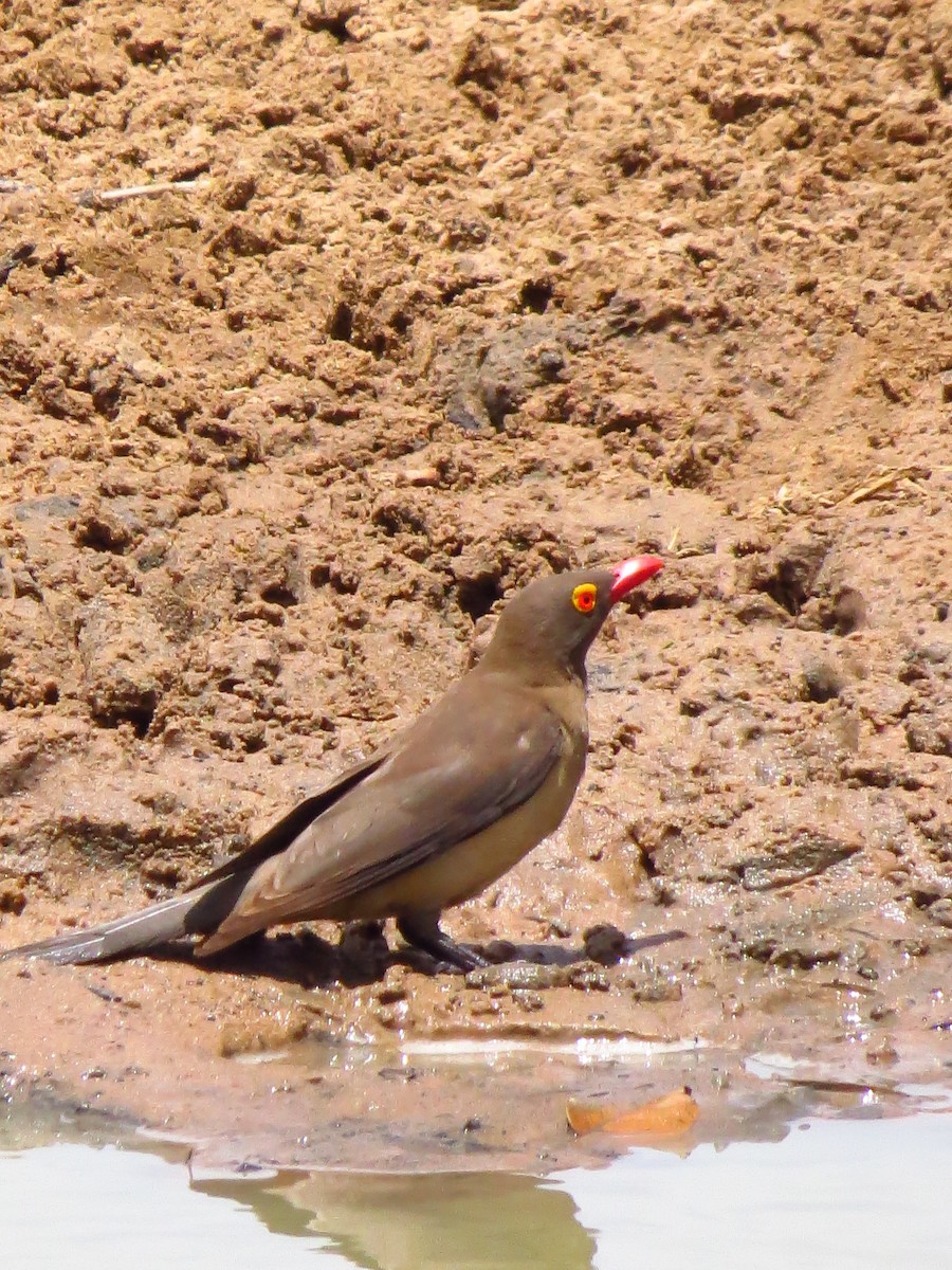 Red-billed Oxpecker - ML639732061