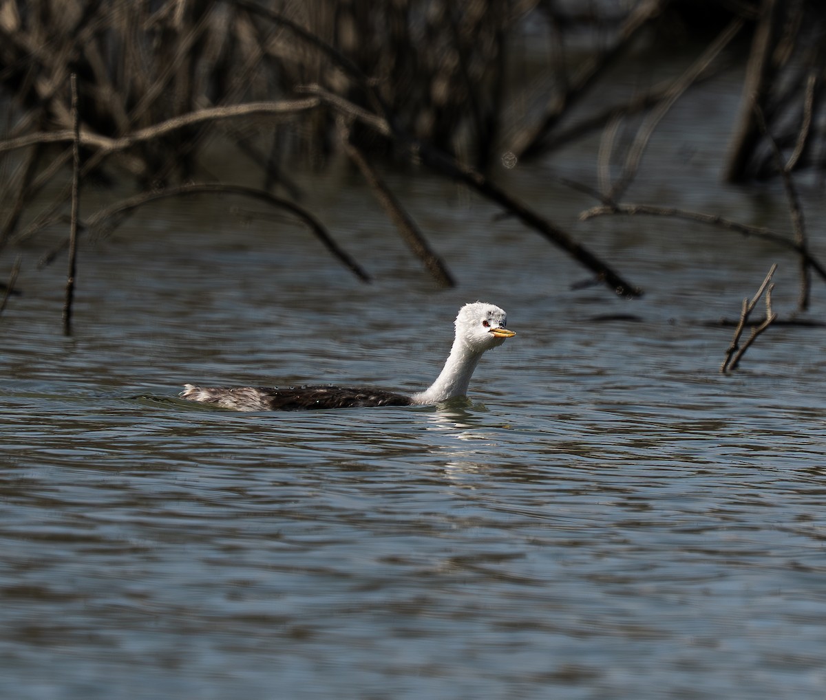 Clark's Grebe - ML639732102