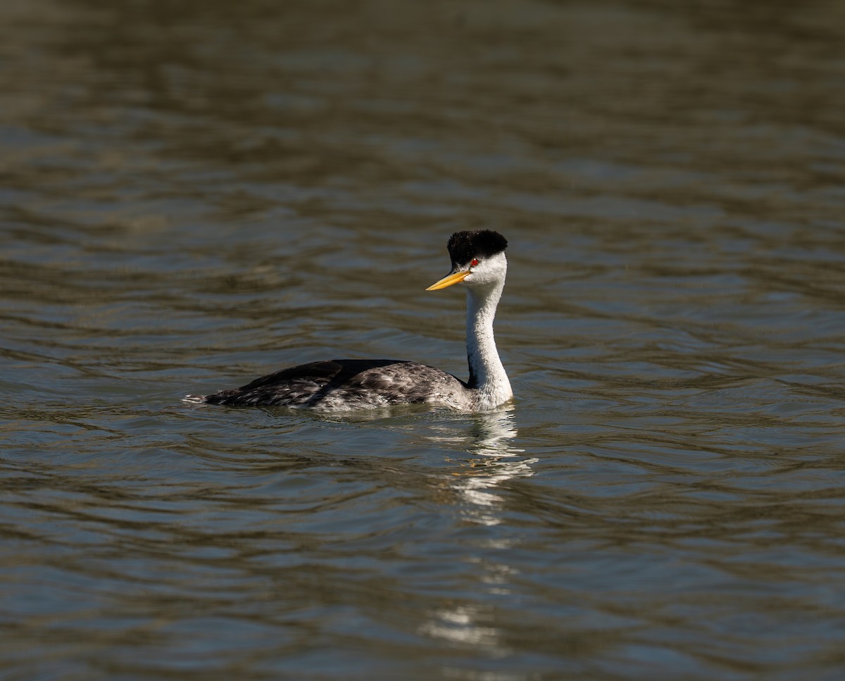 Clark's Grebe - ML639732103