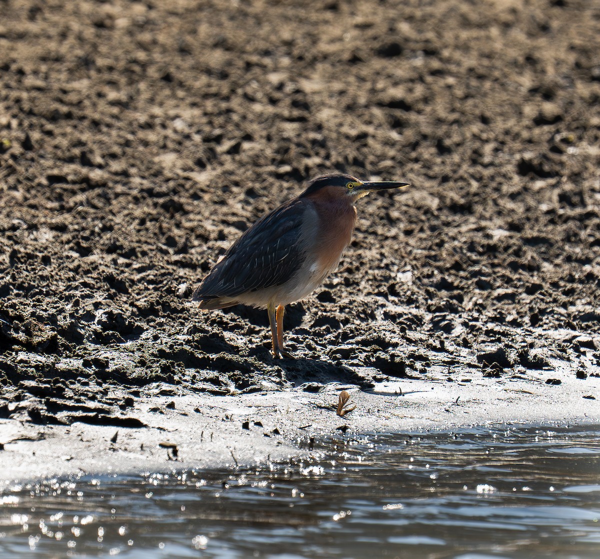 Green Heron - ML639732112