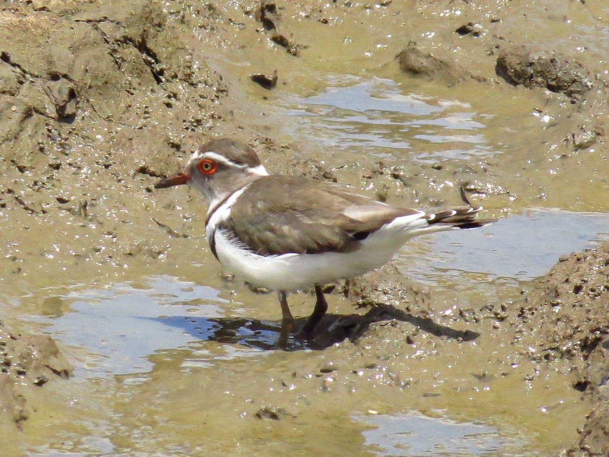 Three-banded Plover - ML639732121
