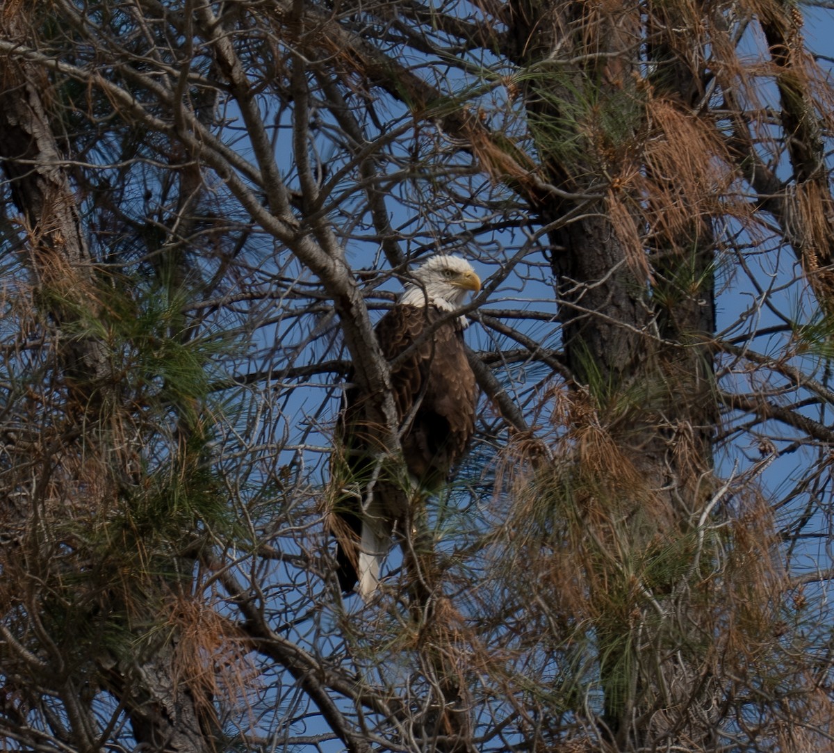 Bald Eagle - ML639732127