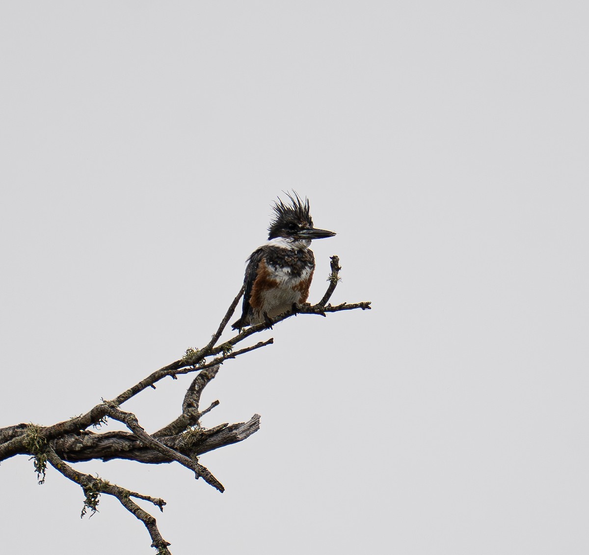 Belted Kingfisher - ML639732138