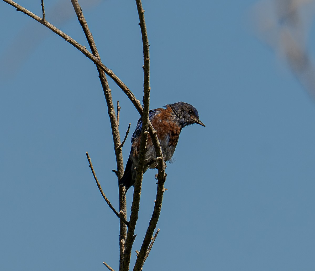 Western Bluebird - ML639732166