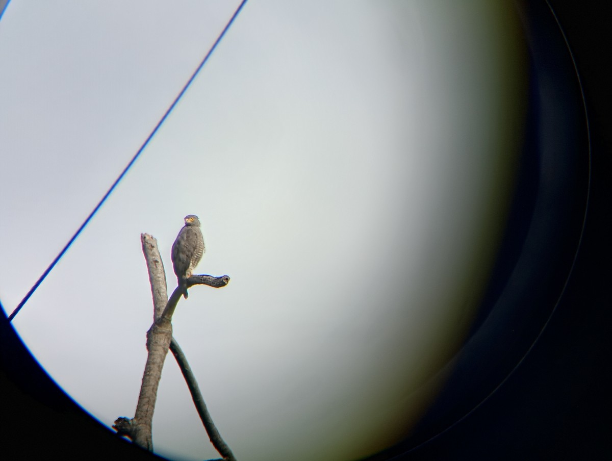 Roadside Hawk - ML639732181