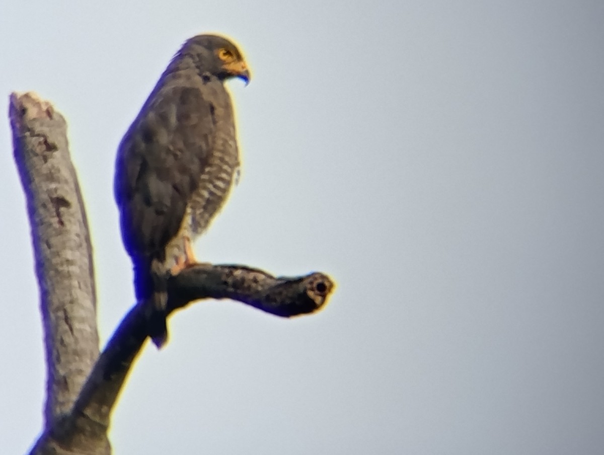 Roadside Hawk - ML639732183