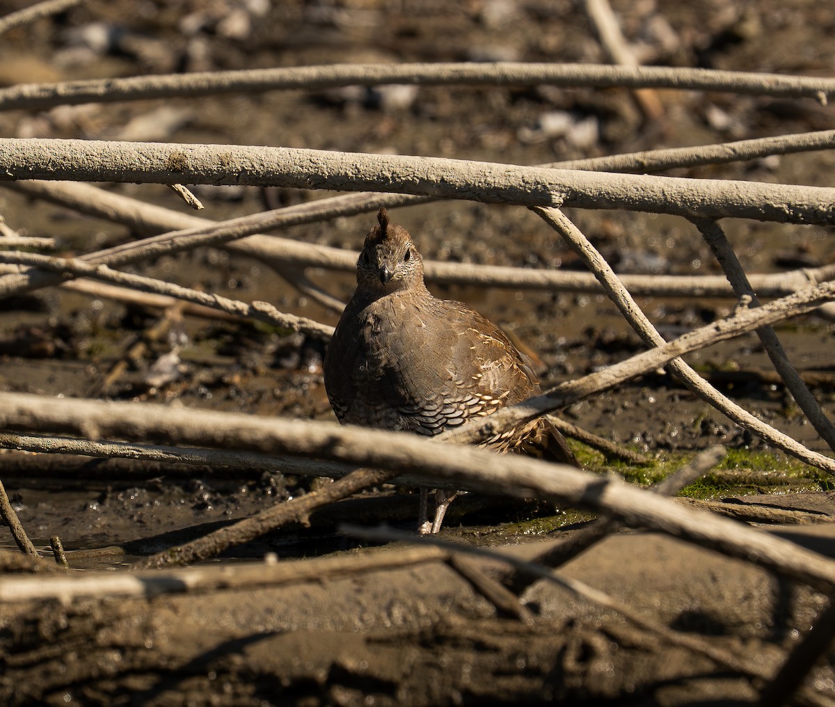 California Quail - ML639732184