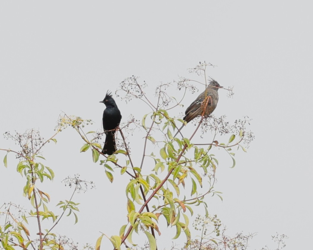 Phainopepla - ML639732209