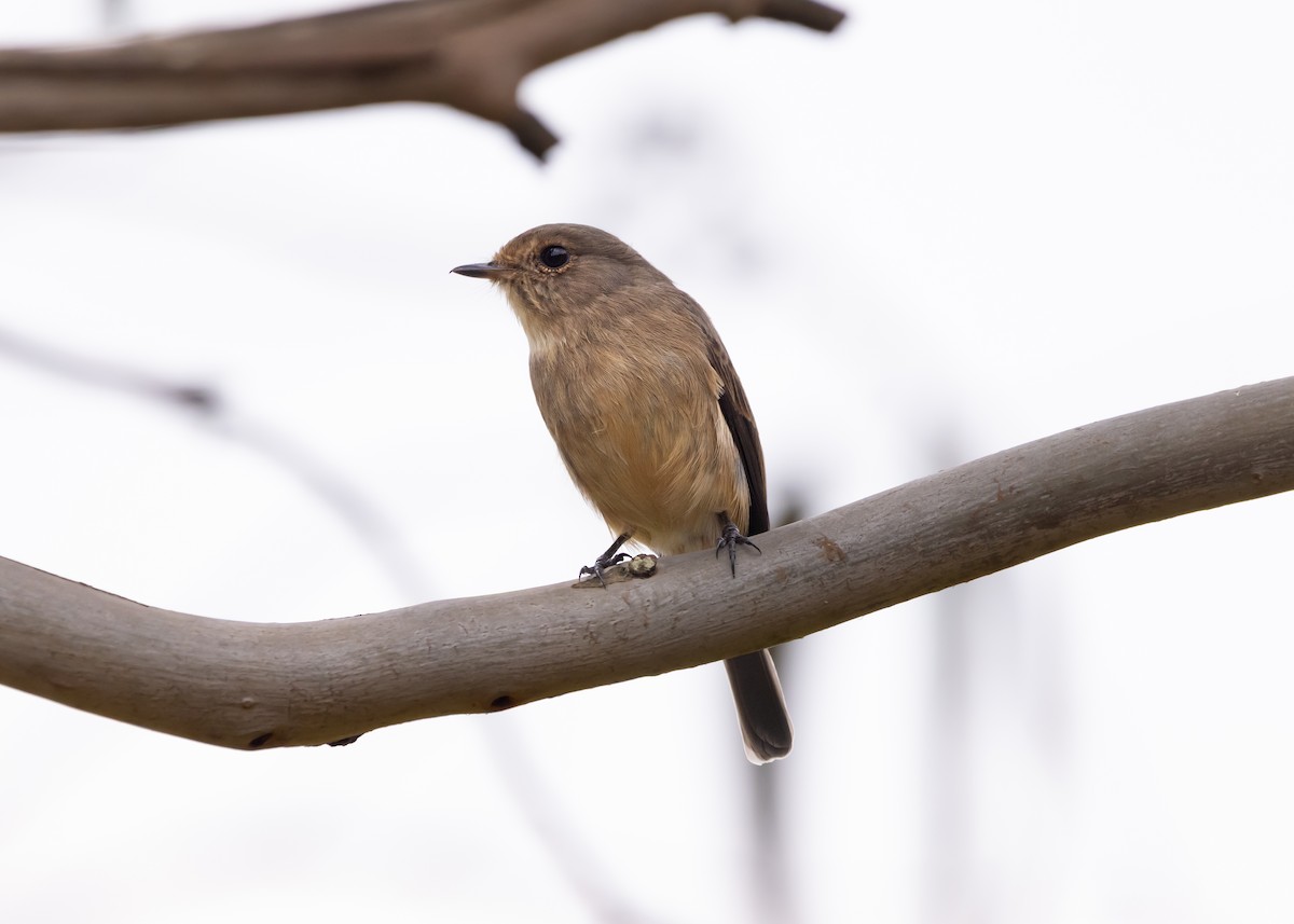 African Dusky Flycatcher - ML639732241
