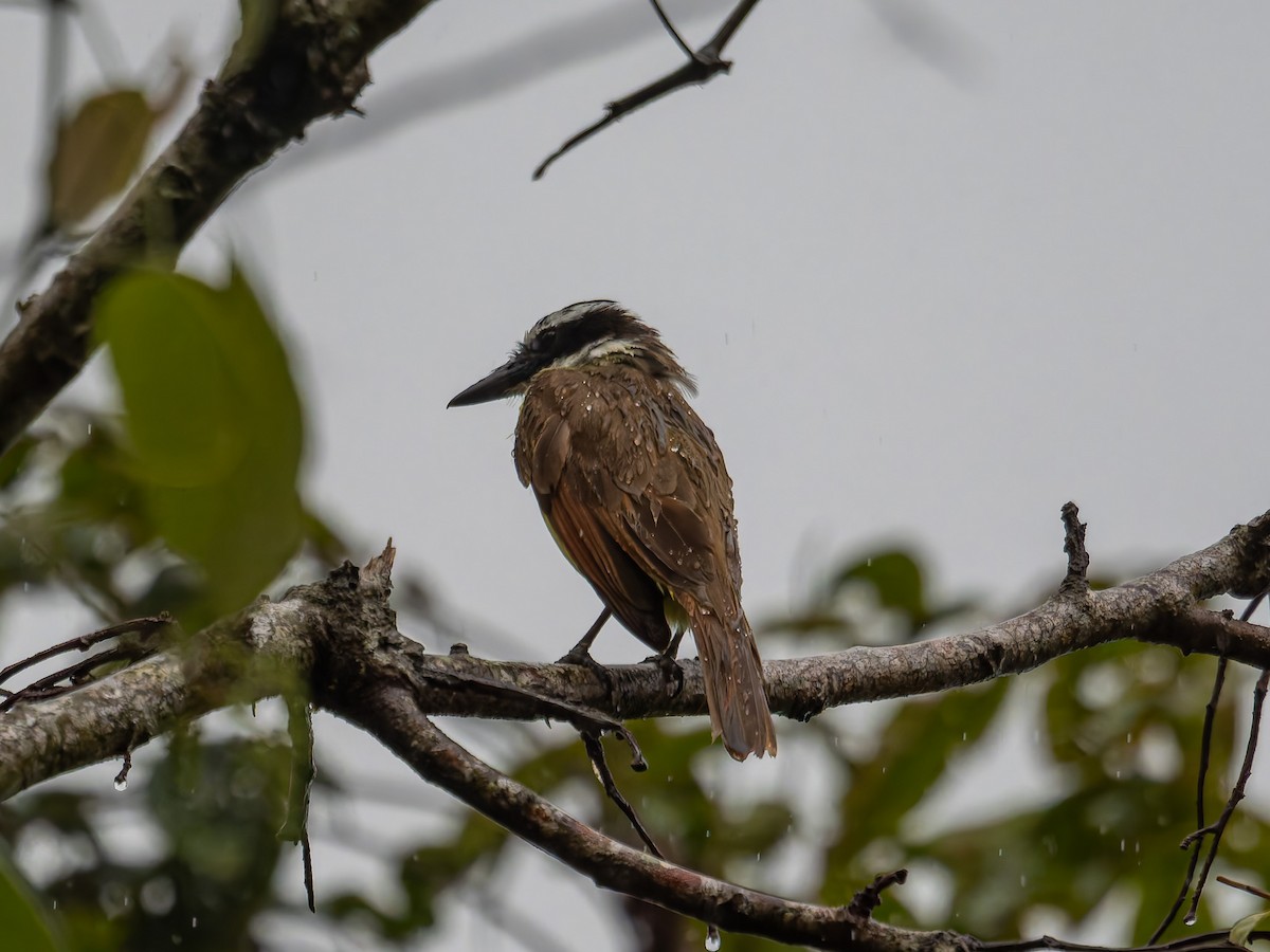 Great Kiskadee - ML639732270