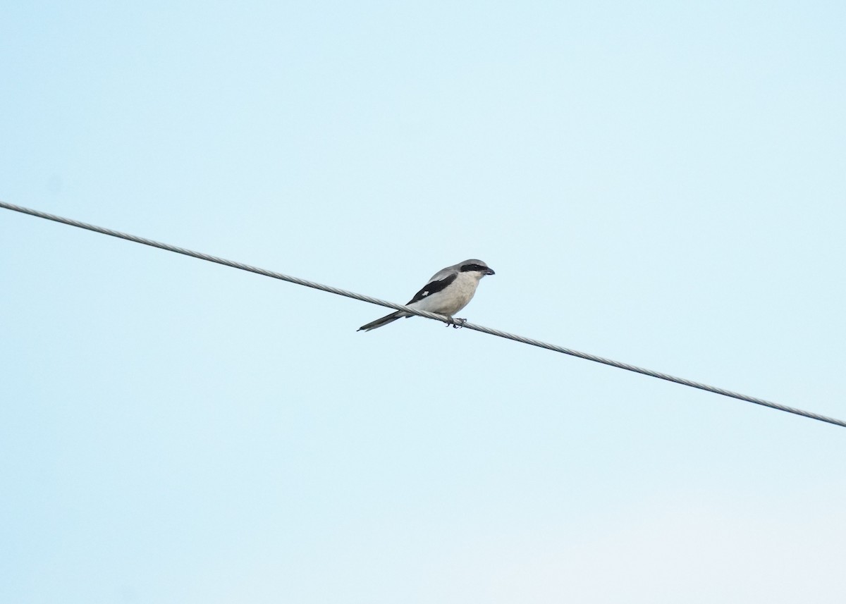 Loggerhead Shrike - ML639732275