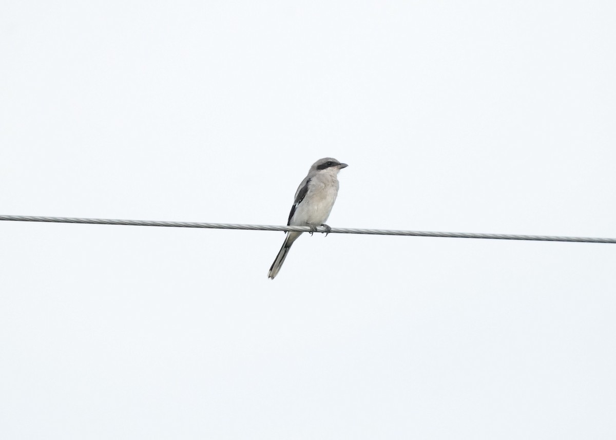 Loggerhead Shrike - ML639732277