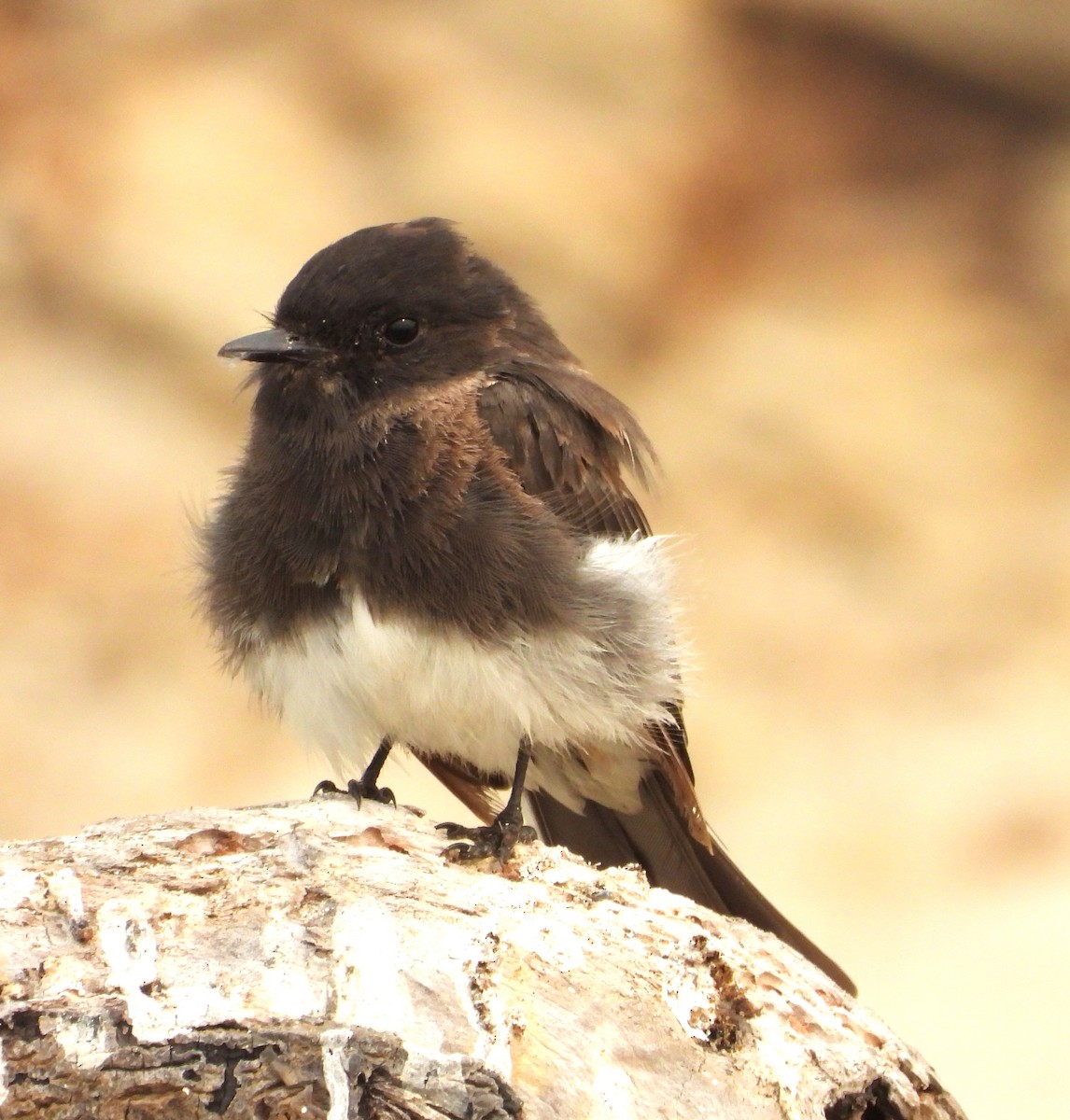 Black Phoebe - ML639732279