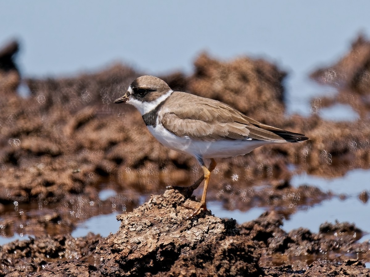 kulík kanadský - ML639732280