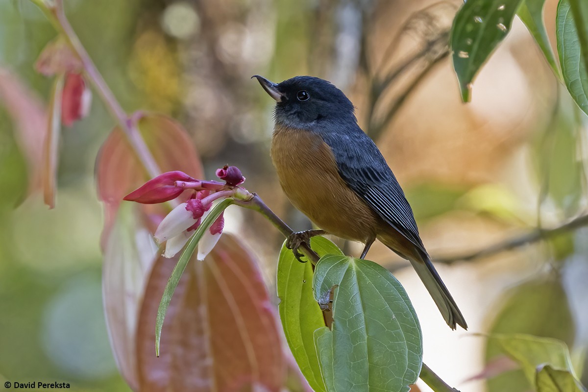Cinnamon-bellied Flowerpiercer - ML639732283