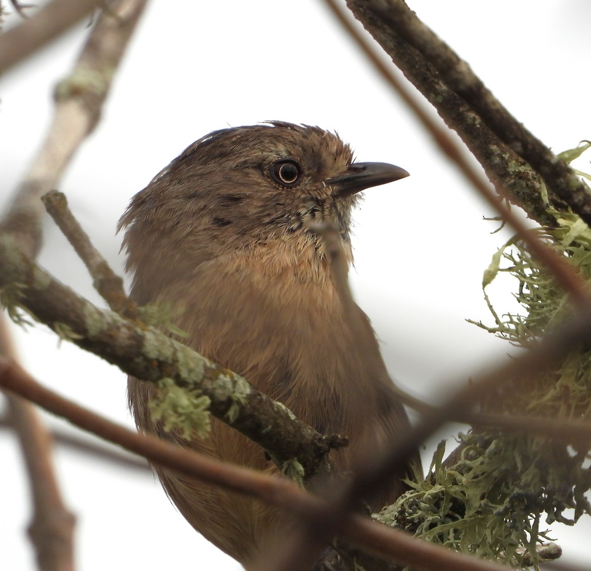 Wrentit - ML639732294