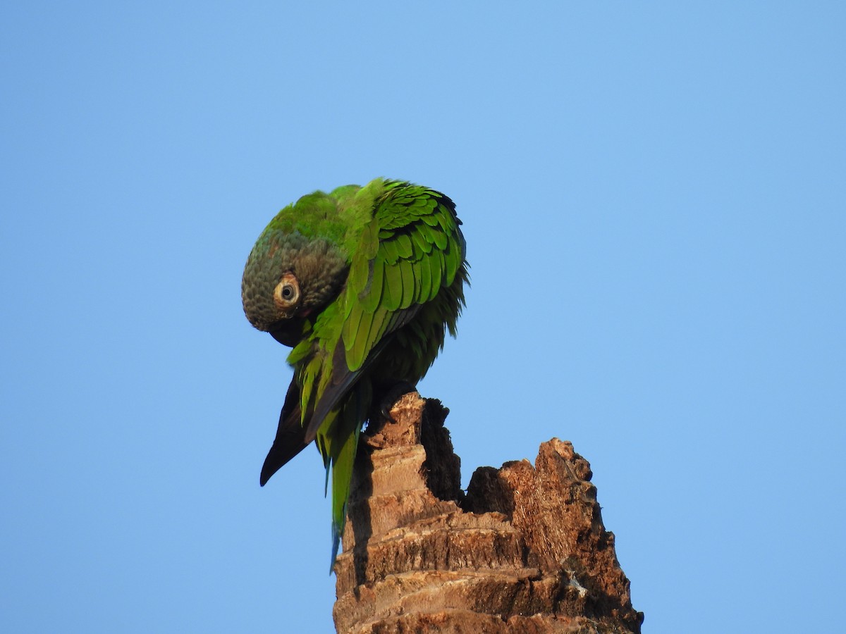 aratinga tmavohlavý - ML639732299