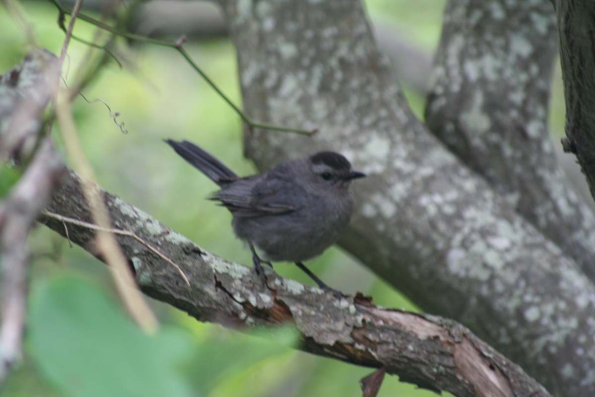Gray Catbird - ML639732314