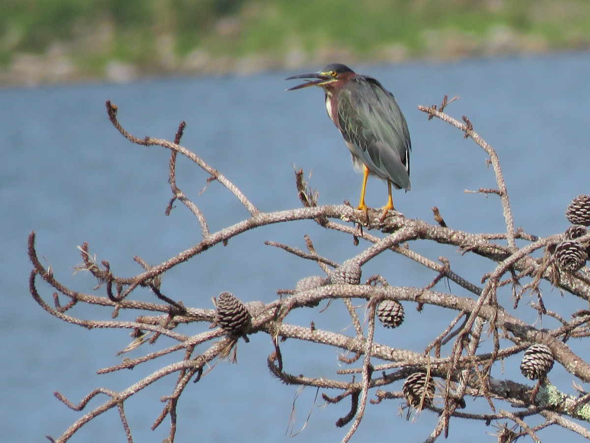 Green Heron - ML639732326