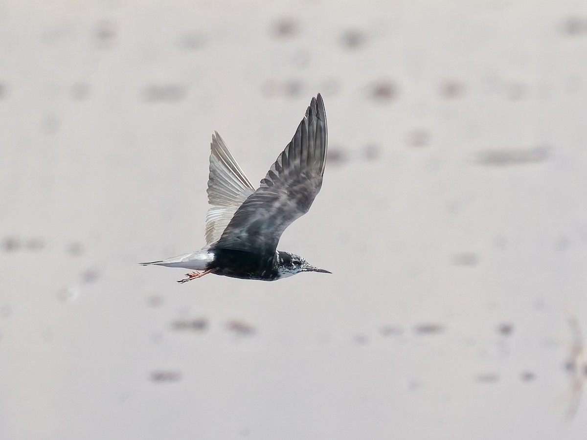 Black Tern - ML639732377