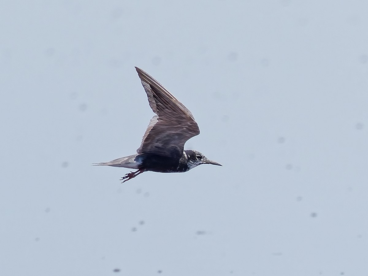 Black Tern - ML639732378