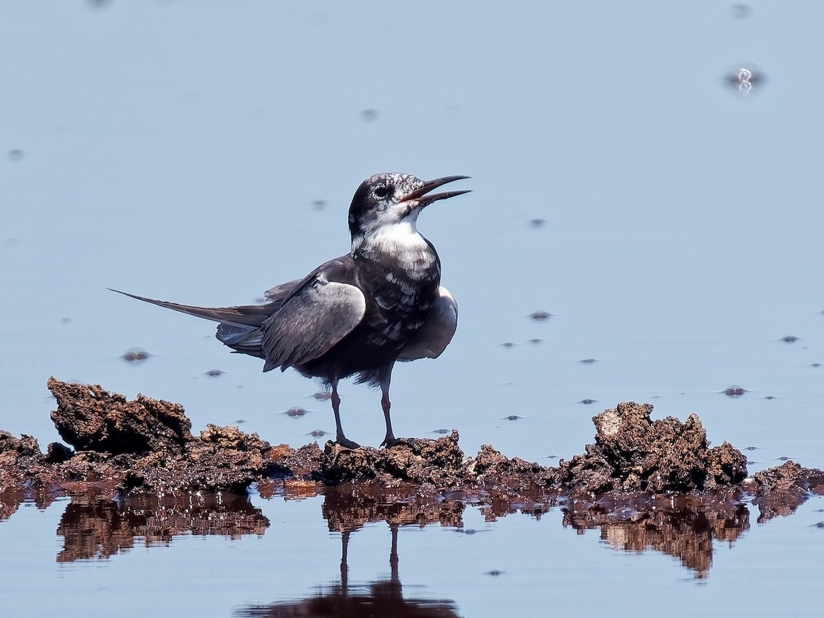 Black Tern - ML639732379