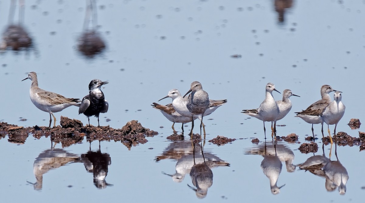 Black Tern - ML639732380