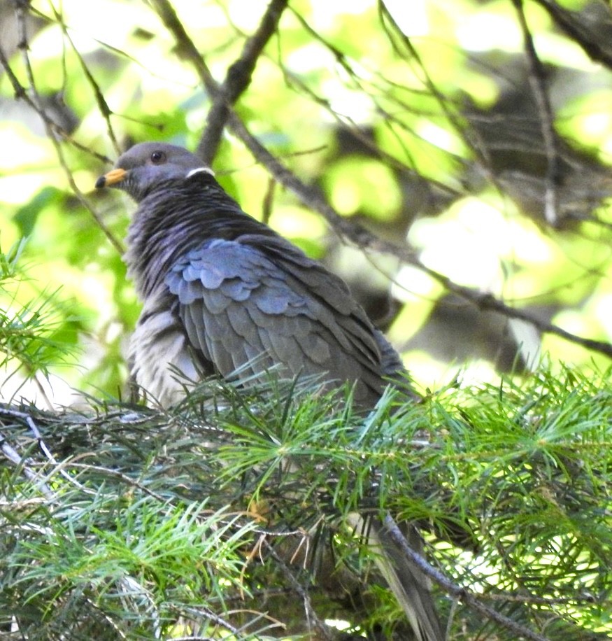 Band-tailed Pigeon - ML639732381