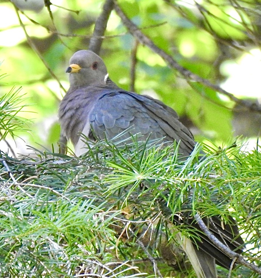 Band-tailed Pigeon - ML639732382