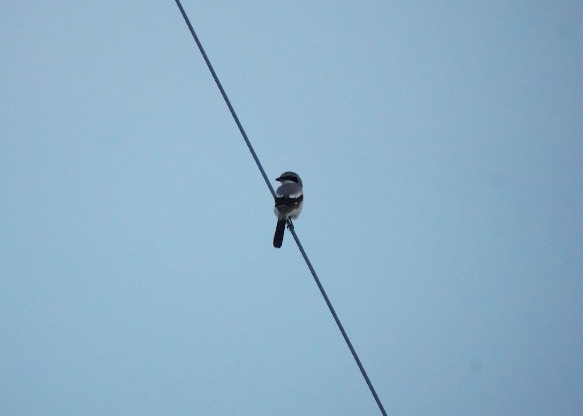 Loggerhead Shrike - ML639732383