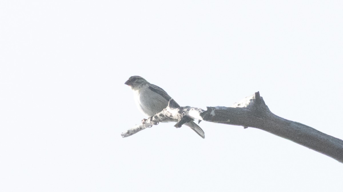 Pin-tailed Whydah - ML639732384